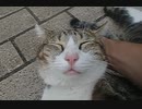 【殺人毛玉】猫の赤ちゃんのようなネコ( ˘ω˘)ｽﾔｧ～！？