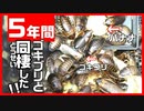 【大量ゴキブリ】デュビアにバナナを与えたら凄かった!!5年飼育した感想【おすすめ】