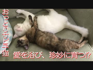 おっとりサビ子猫、ミスター母性のもと珍妙に育つ