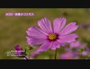 フリーBGM - 朝の穏やかさを感じる爽やかなピアノ｜無料音楽素材