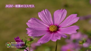 フリーBGM - 朝の穏やかさを感じる爽やかなピアノ｜無料音楽素材