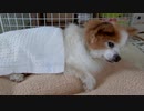 けだるげなワンコ（パピヨン）5