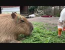 【1分動物】食事中のカピバラ