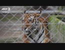 「トラ寺院」で生き残ったトラ、移送先で獣医師らが必死に世話 タイ
