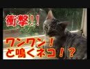 【実写】犬のようにワンワンと鳴くネコ！？【ネコ動画】