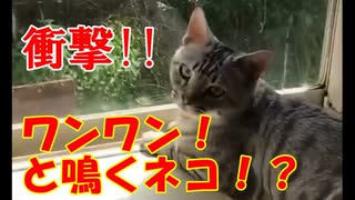 【実写】犬のようにワンワンと鳴くネコ！？【ネコ動画】