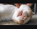 猫のお寺【乗願寺】