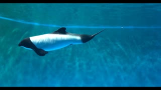 動画癒しの水族館動画6　国内最長寿の貴重なイロワケイルカの泳ぎ