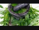 Natural Remedy My Vertigo