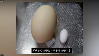 ダチョウの卵を電子レンジでチンする実験したらとんでもない事にwww