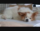 地べたにべったりしながらまったりするワンコ（パピヨン）5