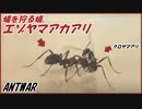 蟻を力ずくで狩って奴隷にしてしまう「エゾヤマアカアリ」。