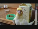 囓りたいお爺ちゃんインコ（その1）