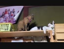 静かな戦いに負けた猫の最後の抵抗