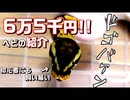 【お迎え】6万5千円!!ボールパイソンお迎えしました【かわいい】