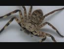 ［閲覧注意!!］カメルーン産アシダカグモにゴキブリを与えてみた。（Barylestis scutatus）