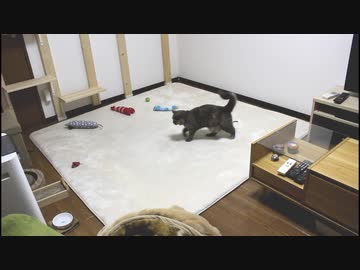 【まさか】猫ちゃんのために部屋のレイアウトを変えたら予想外のことが起こった