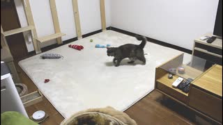 【まさか】猫ちゃんのために部屋のレイアウトを変えたら予想外のことが起こった