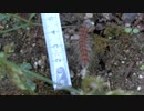 体長5 cmの毛虫がもぞもぞ動いているところ