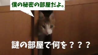 猫がやたらとこの部屋に入りたがるんですが・・・