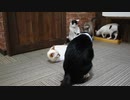 【猫カフェ】綱嵐の生態【日常】