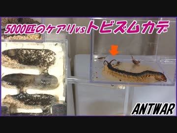 5000匹のケアリvsトビズムカデ～過去最強最悪の宿敵～