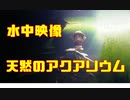 【水中映像】公園内の小川にカメラを沈めてみた