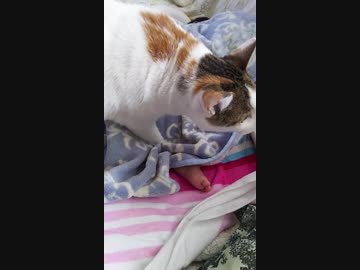 迫りゆく猫
