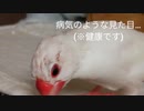 【文鳥】換羽期が…来てしまった…