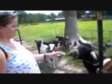 ホモと学ぶ動物の鳴き声2