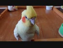 囓りたいお爺ちゃんインコ（その2）