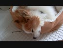 頬をぷくぷくさせるワンコ（パピヨン）2