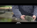 China Recommendation -Songxi Green Tea3
