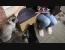 【猫カフェ】猫が引いた番号で宝くじ当たるまで買い続ける企画【日常】