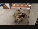 ごろにゃ～んする猫