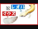 【衝撃映像！？】レオパ(ヒョウモントカゲモドキ)にマウスをあたえる！！