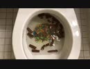 M&M'sとキットカットをトイレに流してみた