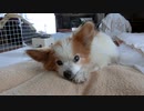 こちらを見つめてくるワンコ（パピヨン）