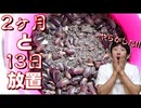 【観覧注意】デュビアゲージ2ヶ月と13日放置したので掃除します【汚すぎ】