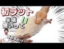 【半端無いって】ボールパイソンに初ラットあげてみた！！【エサやり】