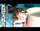 【お迎え】爬虫類イベント　ジャングルハンター お迎え報告【楽しかった】