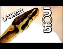 【飼育】ボールパイソンのケージを掃除してみた【ハンドリング】