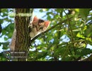 フリー音楽素材 - まったりとした映像に最適な穏やかなBGM｜MP3 無料ダウンロード