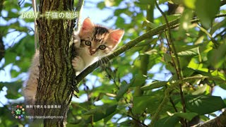 フリー音楽素材 - まったりとした映像に最適な穏やかなBGM｜MP3 無料ダ...