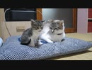 保護子猫＿連絡用 その７