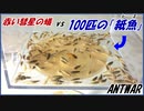 【赤い彗星】のアリvs100匹の俊足昆虫「紙魚」～ハプニング発生。囚われた女王アリ救出作戦！～