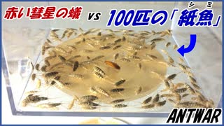 【赤い彗星】のアリvs100匹の俊足昆虫「紙魚」～ハプニング発生。囚われた女王アリ救出作戦！～