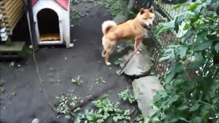 【吹いたら負け】庭で少し動いただけなのに水を勢いよく飲む柴犬 www