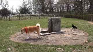 【吹いたら負け】公園で休憩中の柴犬が、器用に水を飲むカラスを静かに見つめる、そして www