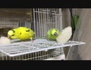 秋の味覚〜梨を食べてみた〜
